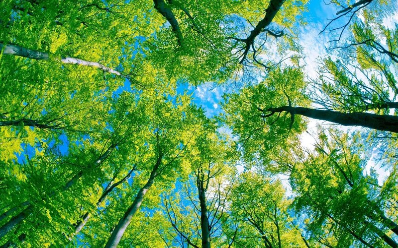 Tall Trees in Forest — Green, Blue