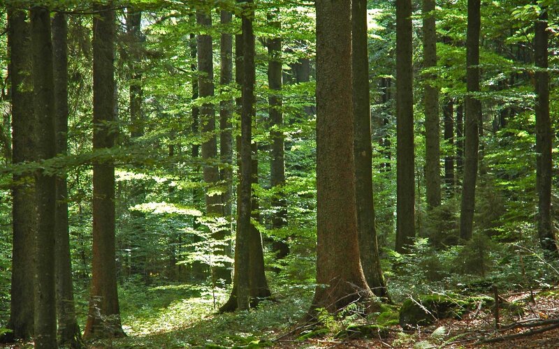 Tall Trees in Forest — Green, Brown