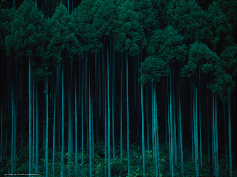 Tall Trees in Forest — Green, Dark, Night