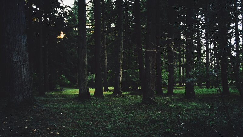 Tall Trees in Forest — Green, Dark, Sunset