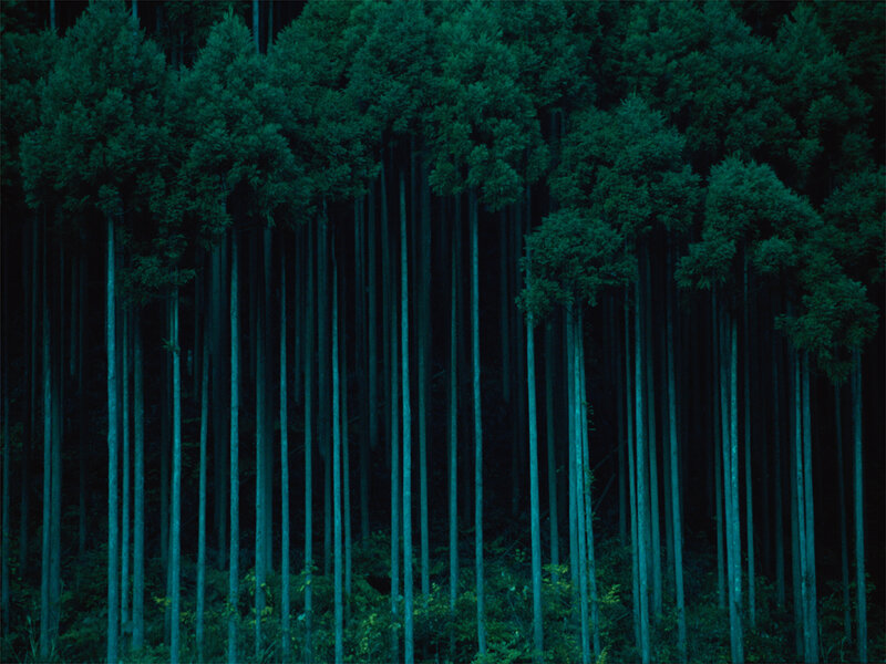 Tall Trees in Forest — Green, Dark