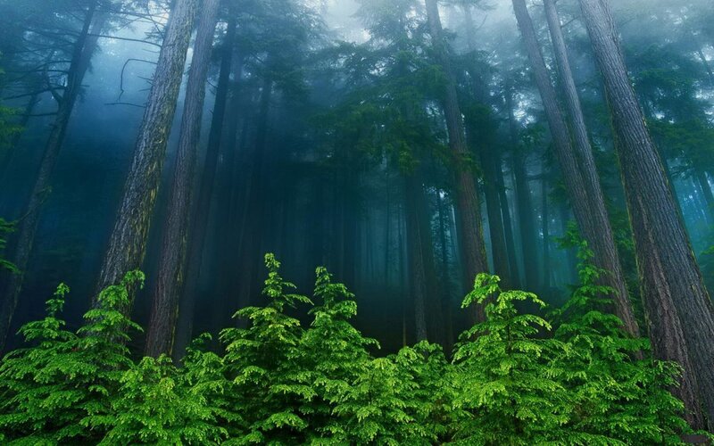 Tall Trees in Forest — Green, Misty, Morning