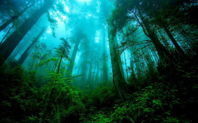 Tall Trees in Forest — Green, Misty, Photograph