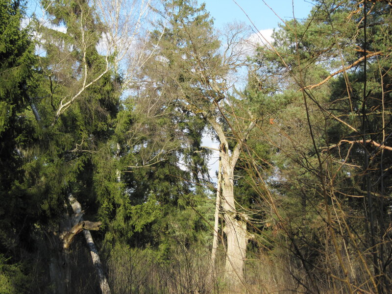 Tall Trees in Forest — Green, Natural
