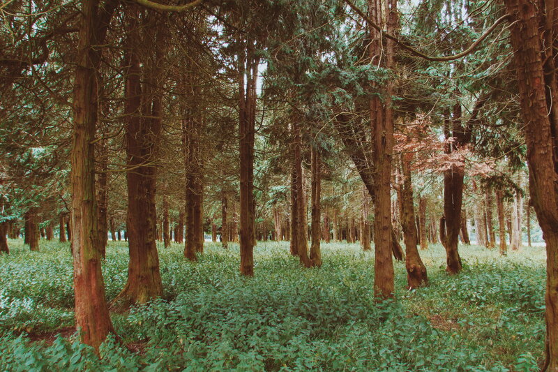 Tall Trees in Forest — Green, Serene, Afternoon, Photograph, Forest Floor, Greenery