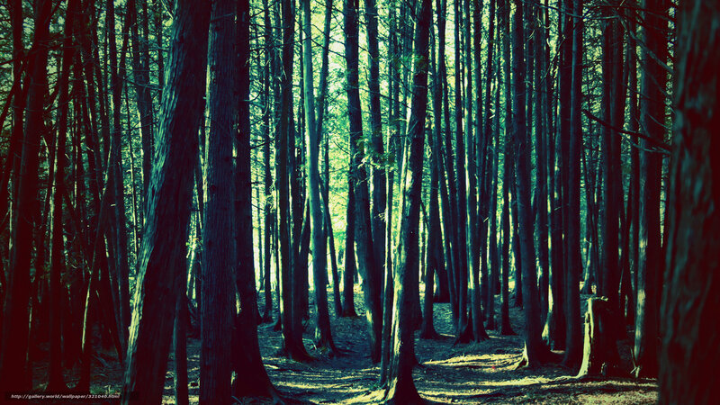Tall Trees in Forest — Green, Serene, Afternoon, Photograph, Forest Floor, Sunlight