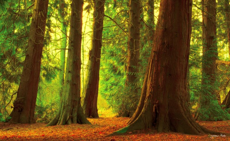 Tall Trees in Forest — Green, Serene, Afternoon, Photograph, Forest Floor