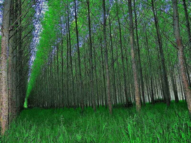 Tall Trees in Forest — Green, Serene, Afternoon, Photograph, Grass, Sky