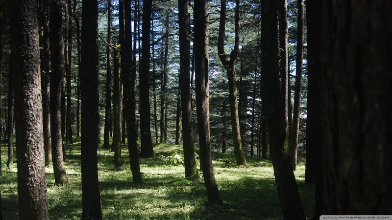 Tall Trees in Forest — Green, Serene, Afternoon, Photograph, Grass, Sunlight, Brown