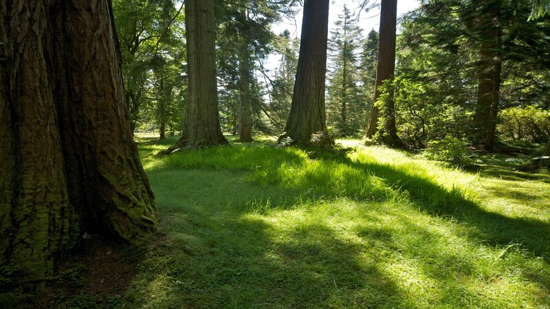 Tall Trees in Forest — Green, Serene, Afternoon, Photograph, Grass, Sunlight, Moss