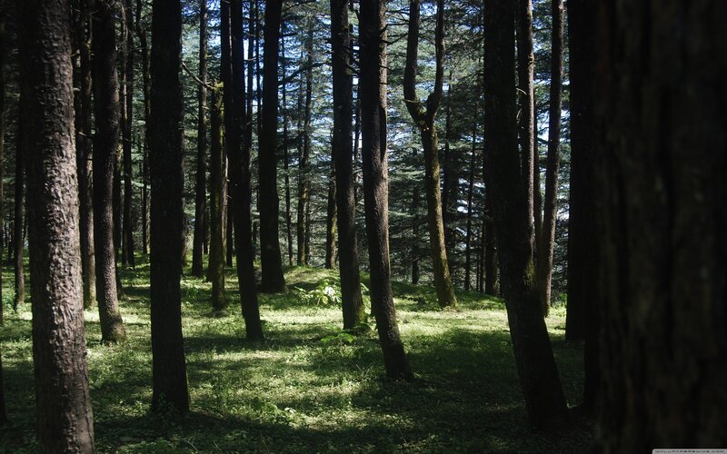 Tall Trees in Forest — Green, Serene, Afternoon, Photograph, Grass