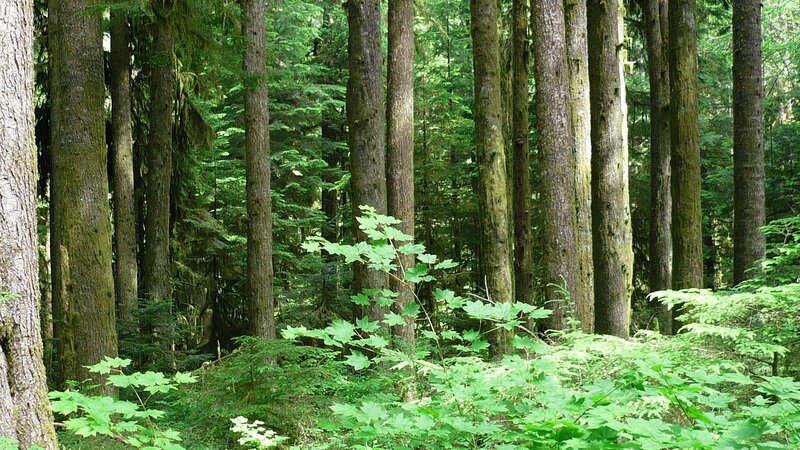 Tall Trees in Forest — Green, Serene, Afternoon, Photograph, Leaves, Forest Floor