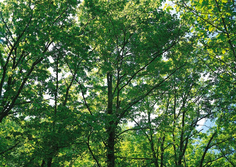 Tall Trees in Forest — Green, Serene, Afternoon, Photograph, Leaves, Sky, Blue