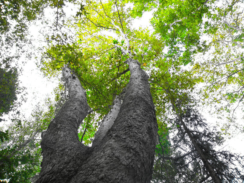 Tall Trees in Forest — Green, Serene, Afternoon, Photograph, Leaves, Sky