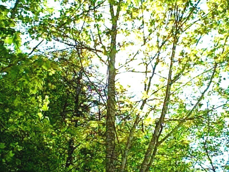 Tall Trees in Forest — Green, Serene, Afternoon, Photograph, Leaves, Sky, White