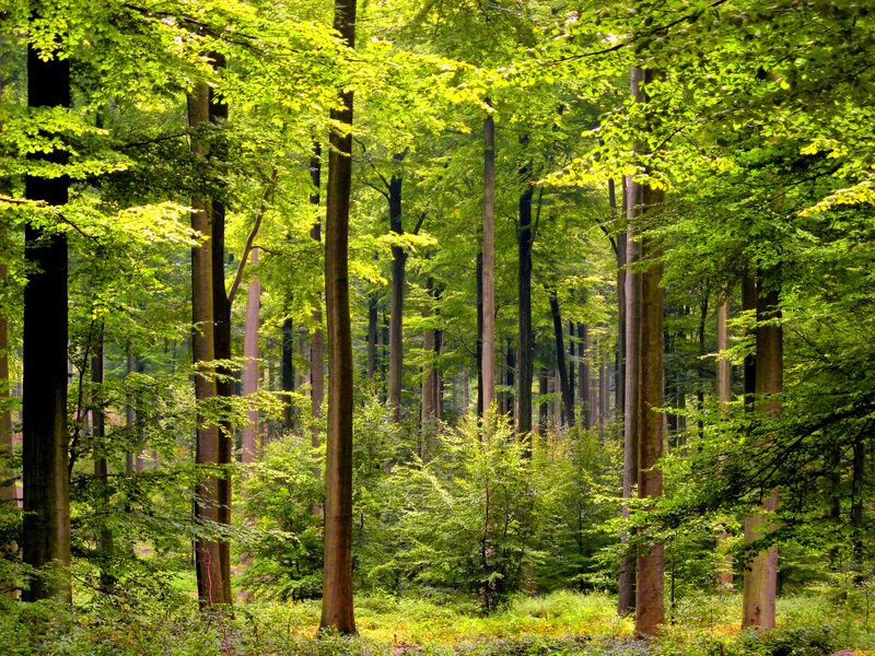 Tall Trees in Forest — Green, Serene, Afternoon, Photograph, Leaves, Sunlight