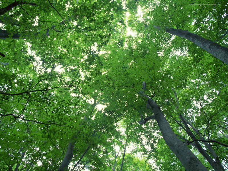 Tall Trees in Forest — Green, Serene, Afternoon, Photograph, Leaves, Sunlight, White