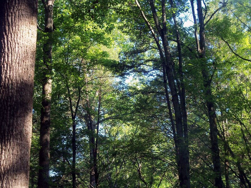 Tall Trees in Forest — Green, Serene, Afternoon, Photograph, Leaves