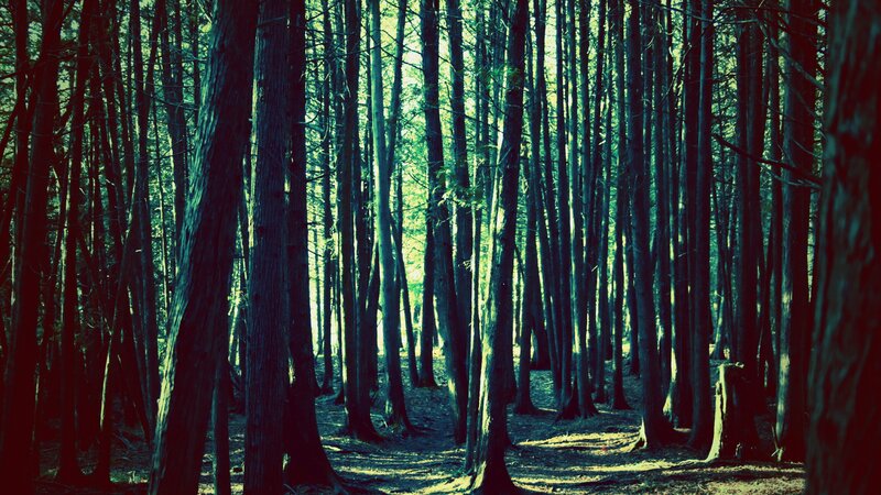 Tall Trees in Forest — Green, Serene, Afternoon, Photograph, Path