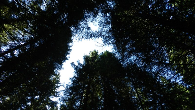Tall Trees in Forest — Green, Serene, Afternoon, Photograph, Sky, Branches, Blue, Black