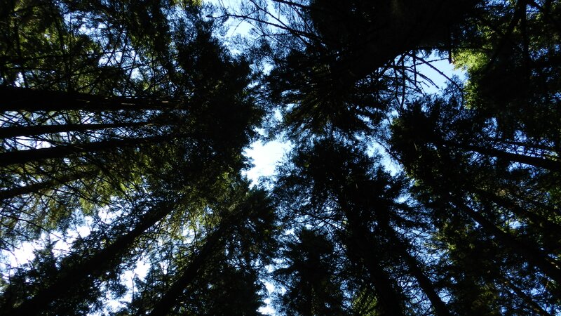 Tall Trees in Forest — Green, Serene, Afternoon, Photograph, Sky, Branches, Blue