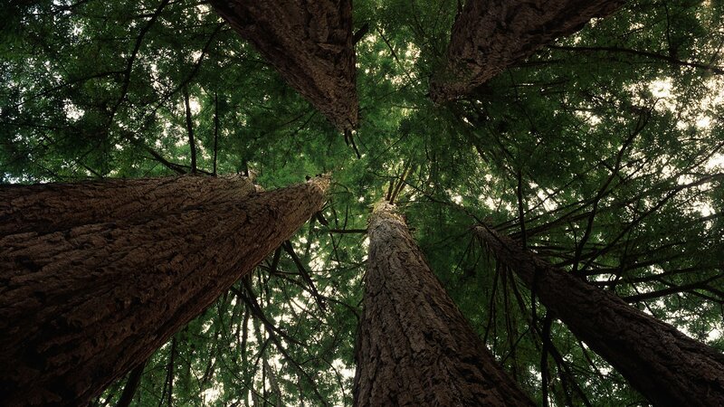 Tall Trees in Forest — Green, Serene, Afternoon, Photograph, Sky, Branches, Brown