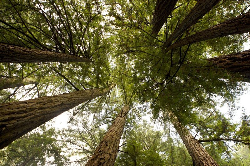 Tall Trees in Forest — Green, Serene, Afternoon, Photograph, Sky, Branches, Brown, White