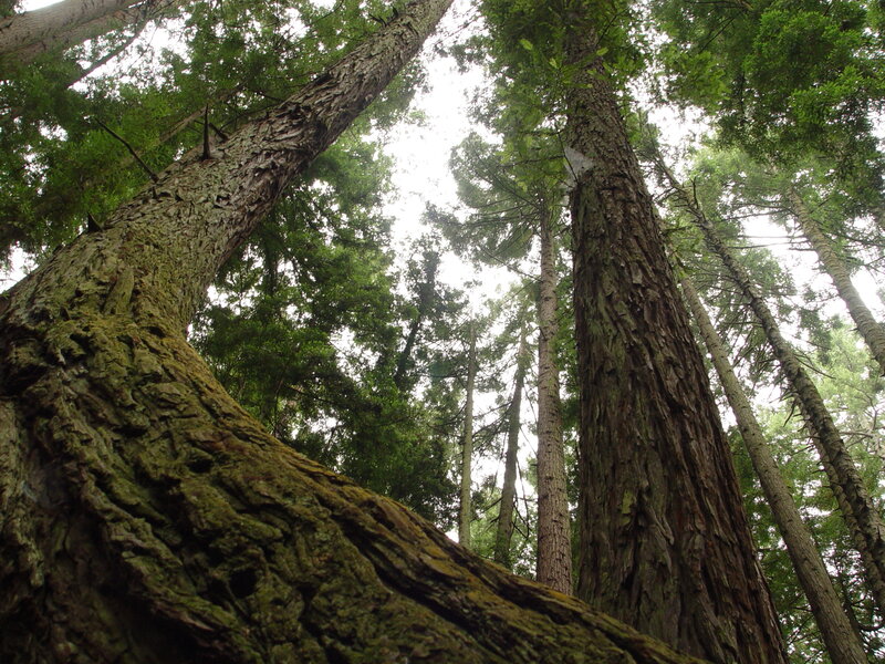 Tall Trees in Forest — Green, Serene, Afternoon, Photograph, Sky, Brown