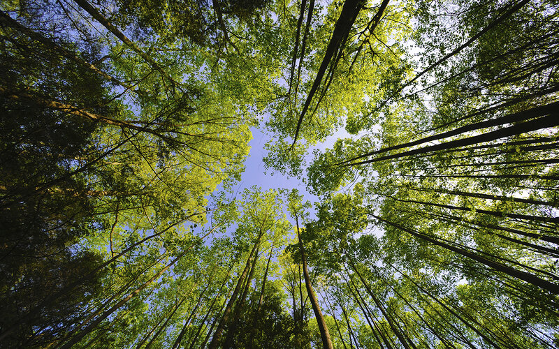 Tall Trees in Forest — Green, Serene, Afternoon, Photograph, Sky, Leaves, Branches