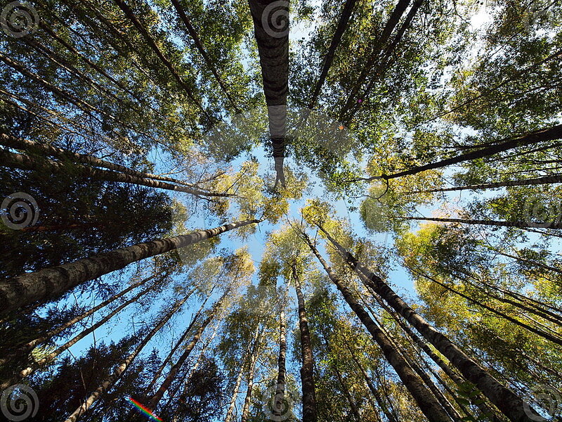 Tall Trees in Forest — Green, Serene, Afternoon, Photograph, Sky, Leaves