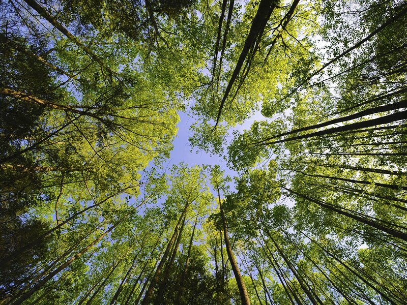 Tall Trees in Forest — Green, Serene, Afternoon, Photograph, Sky, Leaves, Tree Trunks, Blue