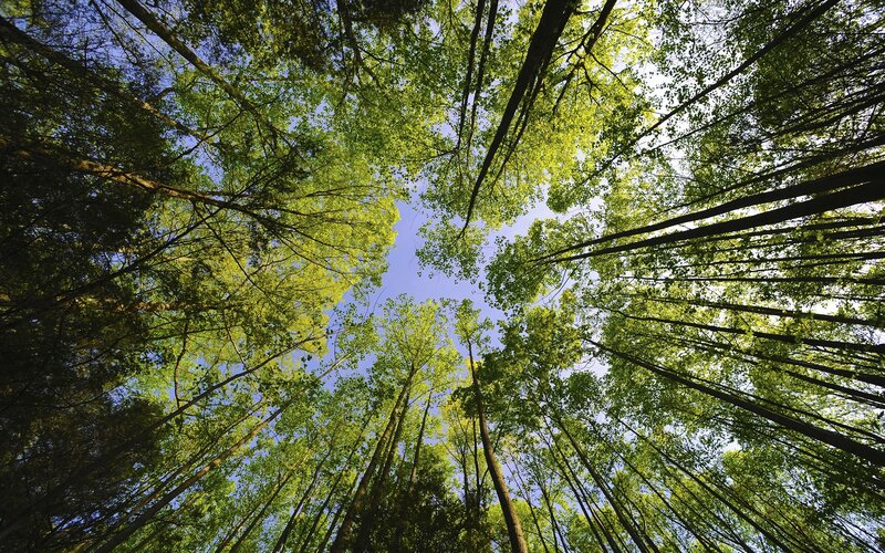 Tall Trees in Forest — Green, Serene, Afternoon, Photograph, Sky, Leaves, Tree Trunks