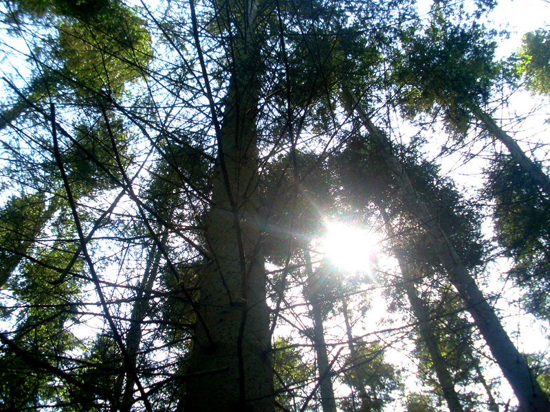 Tall Trees in Forest — Green, Serene, Afternoon, Photograph, Sun, Sky, Branches