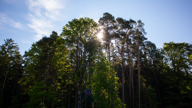 Tall Trees in Forest — Green, Serene, Afternoon, Photograph, Sun, Sky