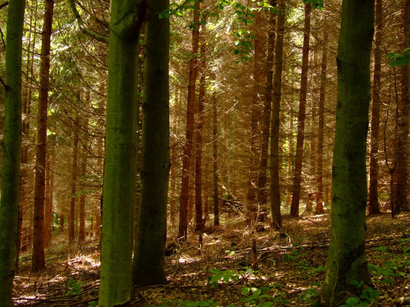 Tall Trees in Forest — Green, Serene, Afternoon, Photograph, Sunlight, Forest Floor
