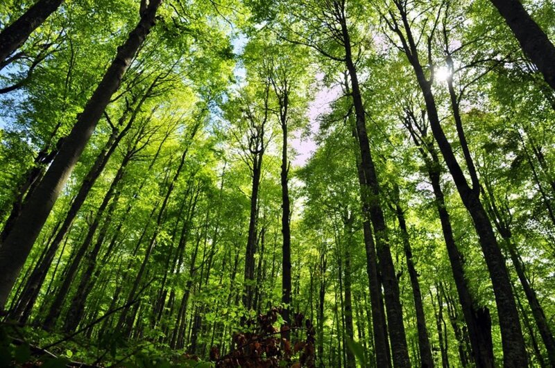 Tall Trees in Forest — Green, Serene, Afternoon, Photograph, Sunlight, Leaves