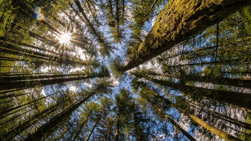 Tall Trees in Forest — Green, Serene, Afternoon, Photograph, Sunlight, Sky, Moss