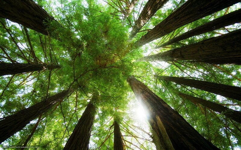 Tall Trees in Forest — Green, Serene, Afternoon, Photograph, Sunlight, Sky