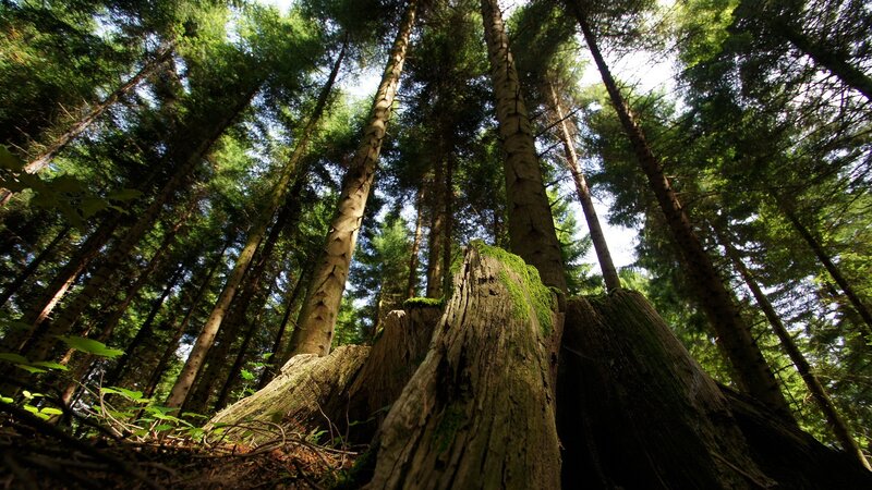 Tall Trees in Forest — Green, Serene, Afternoon, Photograph, Tree Trunk