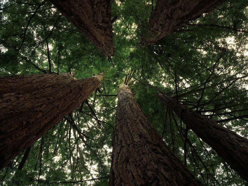 Tall Trees in Forest — Green, Serene, Afternoon, Photograph, Tree Trunks, Green Leaves