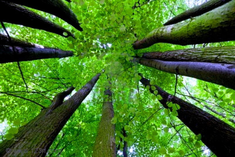 Tall Trees in Forest — Green, Serene, Afternoon