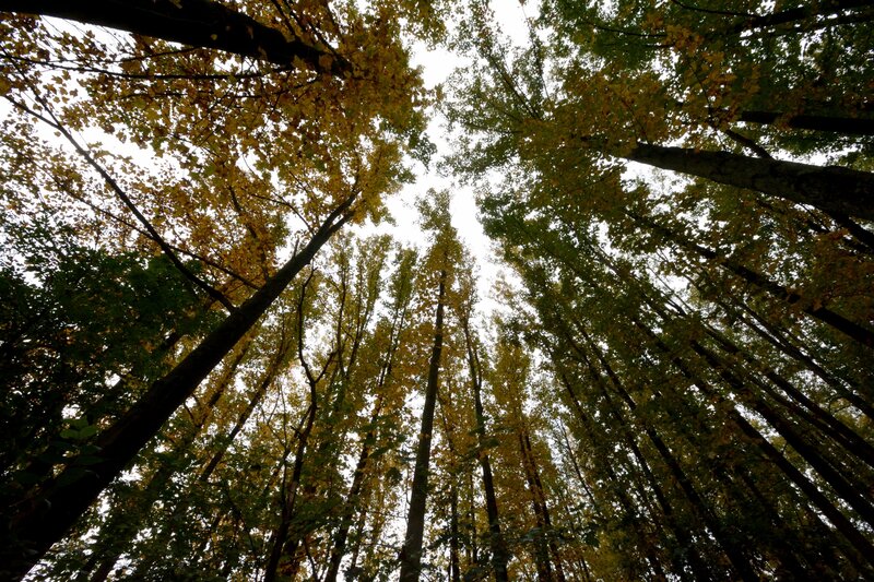Tall Trees in Forest — Green, Serene, Autumn, Photograph, Leaves
