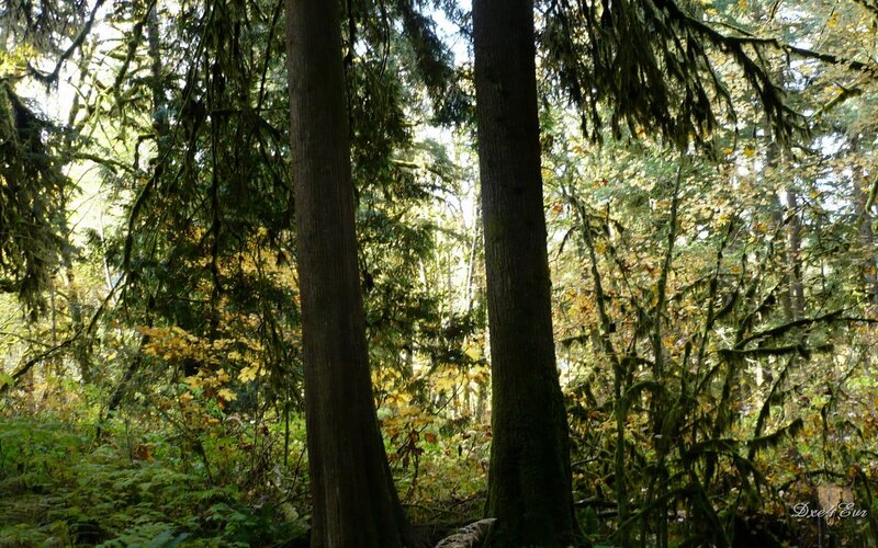 Tall Trees in Forest — Green, Serene, Autumn, Photograph, Moss