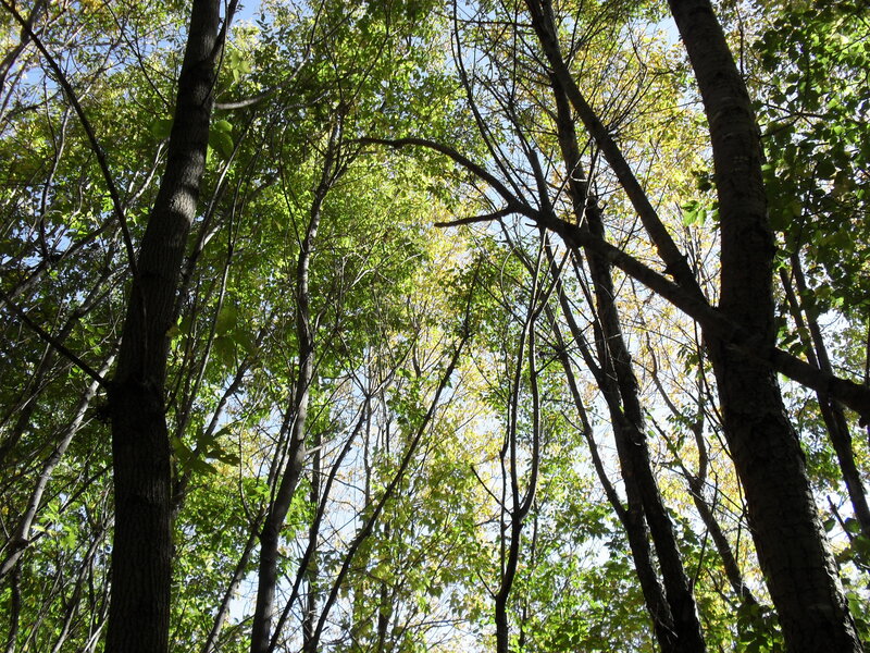 Tall Trees in Forest — Green, Serene, Autumn