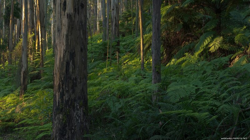 Tall Trees in Forest — Green, Serene, Morning, Photograph, Ferns, Sunlight