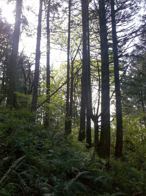 Tall Trees in Forest — Green, Serene, Morning, Photograph, Ferns