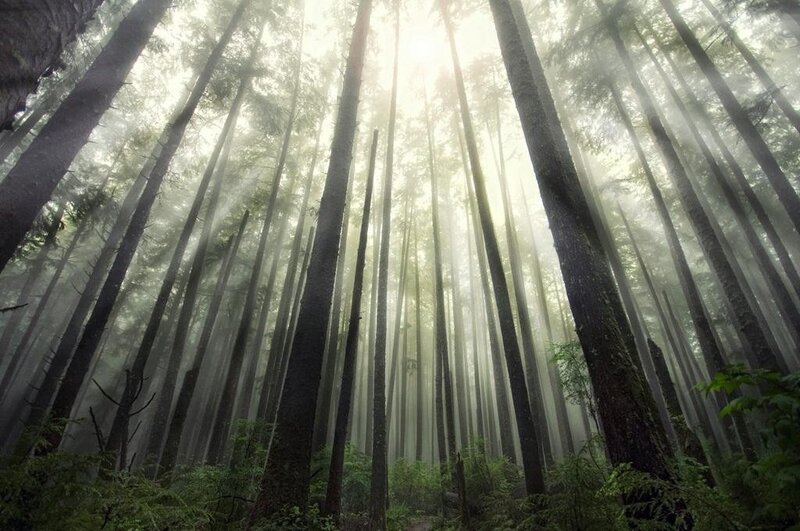 Tall Trees in Forest — Green, Serene, Morning, Photograph, Fog