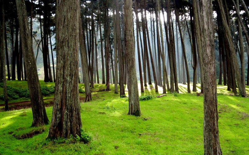 Tall Trees in Forest — Green, Serene, Morning, Photograph, Grass, Sunlight