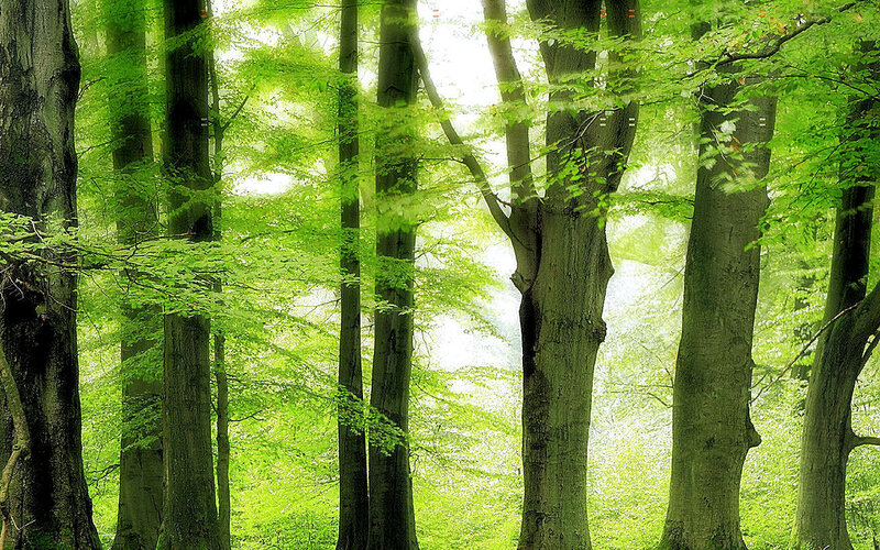 Tall Trees in Forest — Green, Serene, Morning, Photograph, Leaves, Sunlight