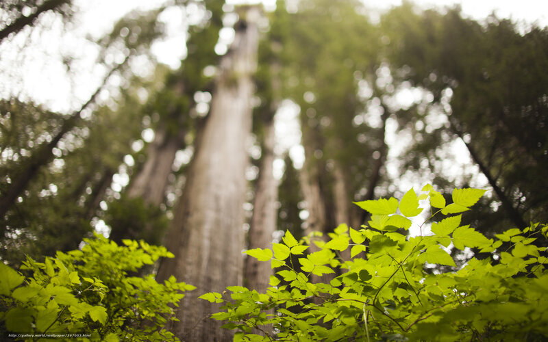 Tall Trees in Forest — Green, Serene, Morning, Photograph, Leaves
